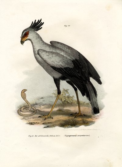 Long-Legged Raptorial Bird by German School